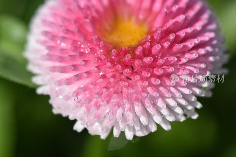 一朵花的特写