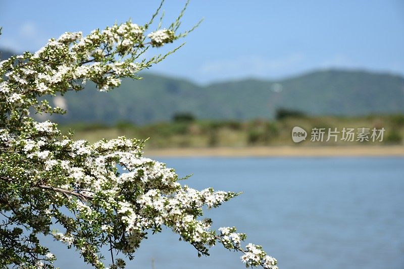 卡努卡（昆泽亚埃里诺德）茶树