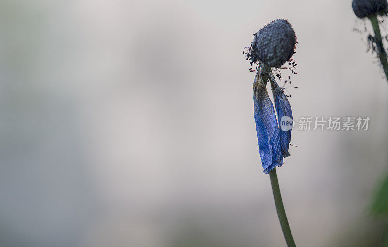 海葵花特写