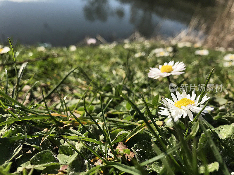 雏菊花