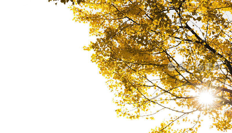 阳光透过秋天的银杏树