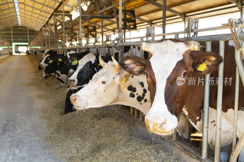 大量的荷斯坦奶牛在牛奶生产农场里吃奶