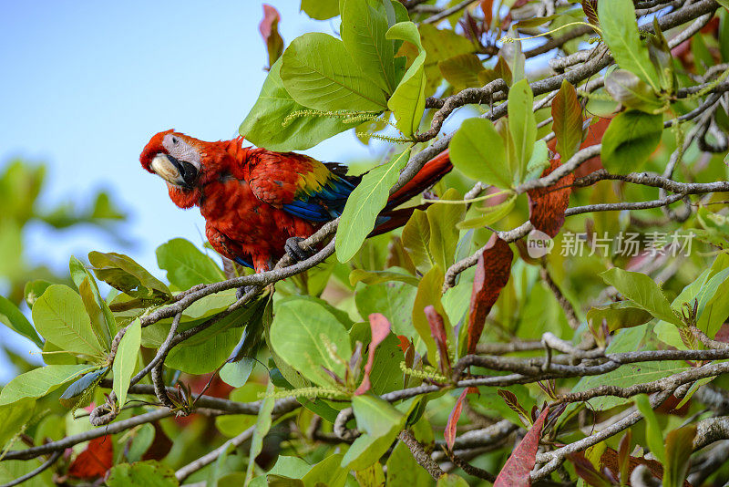 正在吃海滩杏仁的绯红金刚鹦鹉(澳门)。