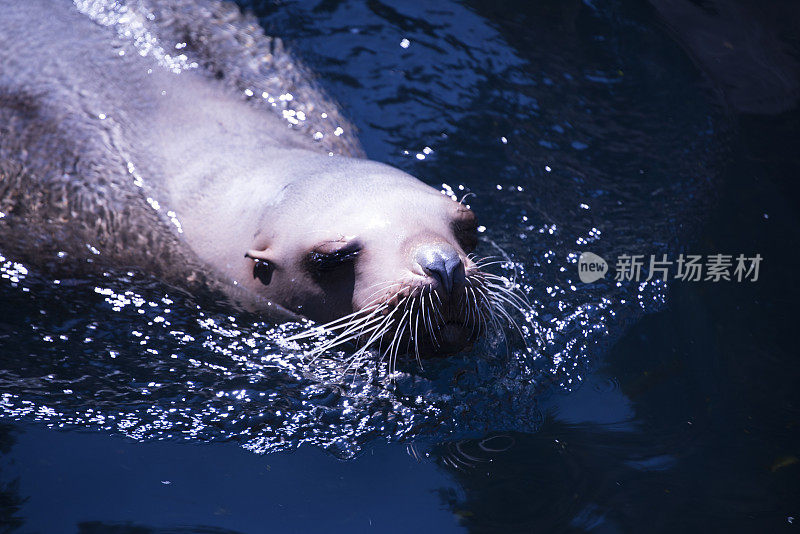 加利福尼亚海狮特写