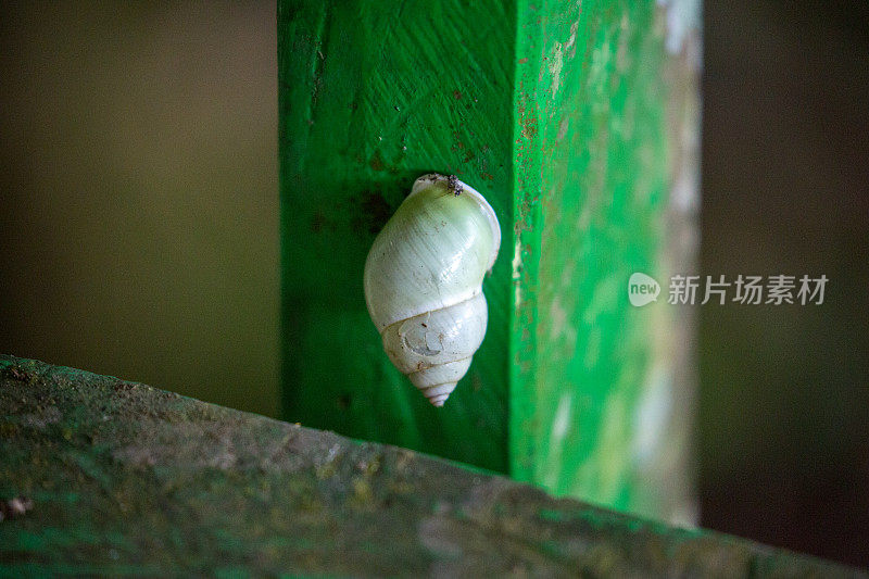 马来西亚:在kinabahand吃零食