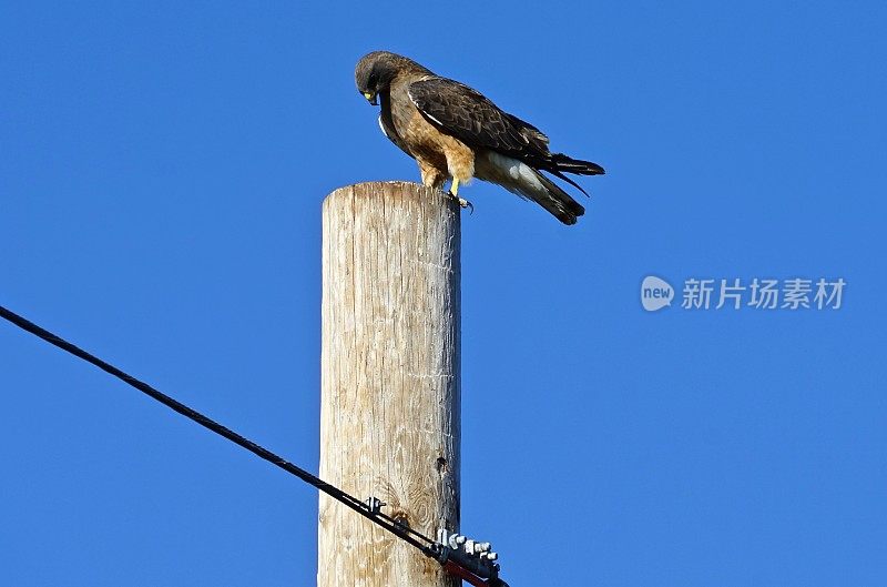 俄勒冈州斯文森的鹰