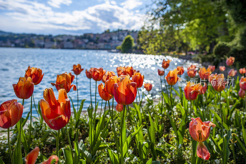 郁金香在Lugano-Switzerland