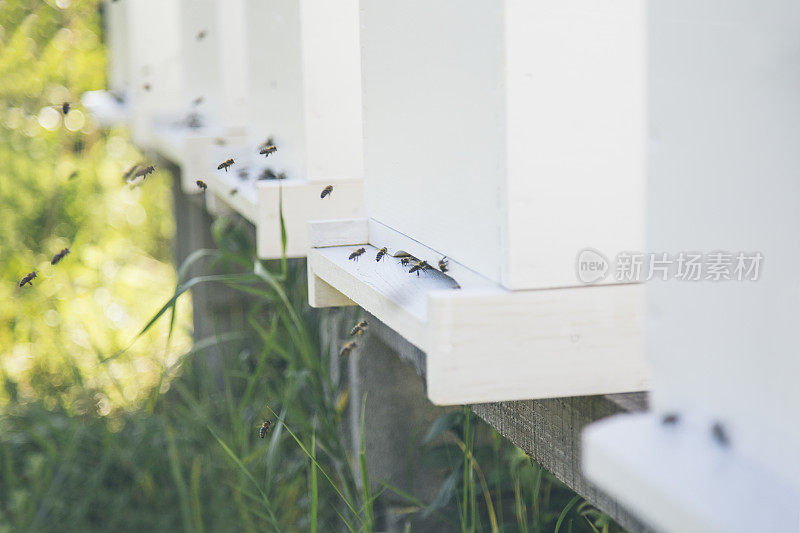 蜜蜂在蜂巢里飞来飞去