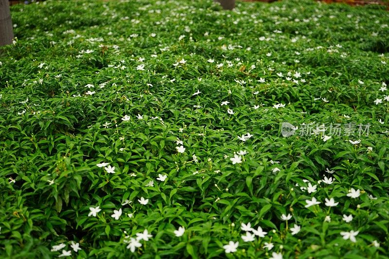 特写天竺葵紫薇茉莉仙人掌