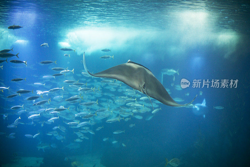 里斯本水族馆里的鱼