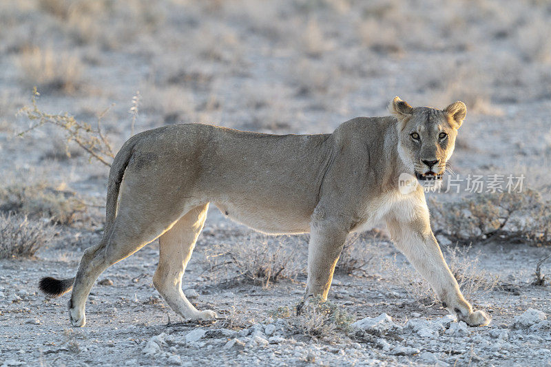 狮子注视着观察者，Etosha国家公园，纳米比亚