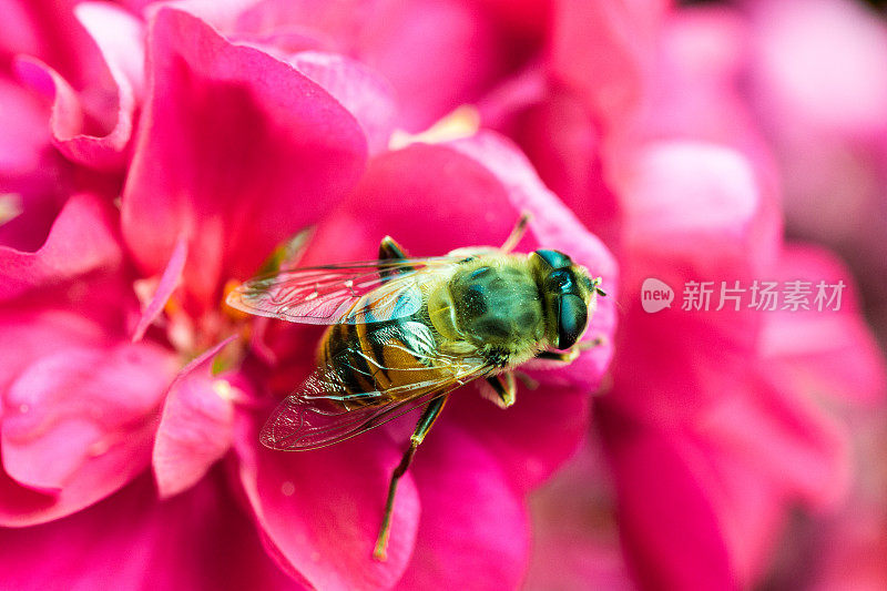 蜜蜂为粉红色花朵授粉的特写镜头