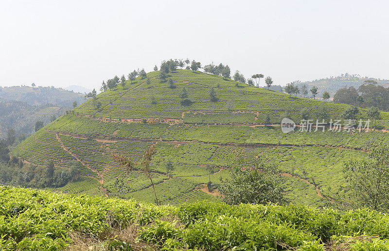 卢旺达靠近Nyungwe森林的茶园