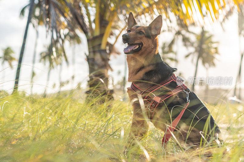 看向别处的德国牧羊犬