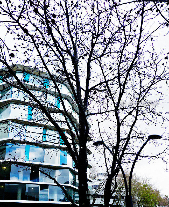 现代建筑，前面有一棵冬树