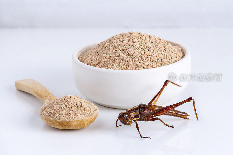蚱蜢昆虫粉。直翅目昆虫食用面粉是由煮熟的昆虫肉在碗和勺子中的白色背景制成的良好的蛋白质来源。昆虫学的知识概念。