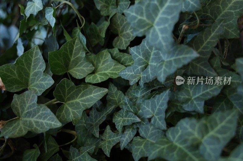 园墙上的绿色藤蔓攀缘植物