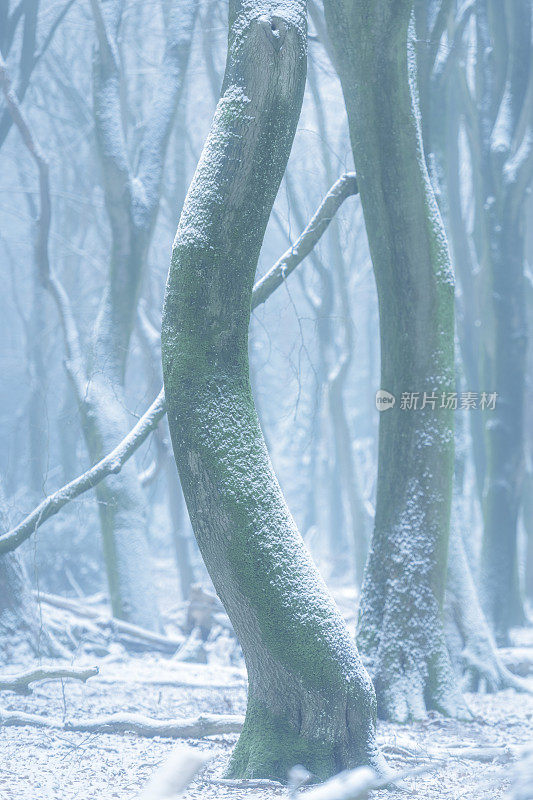 在寒冷的雪天，山毛榉树具有戏剧性的形状在薄雾和积雪的森林