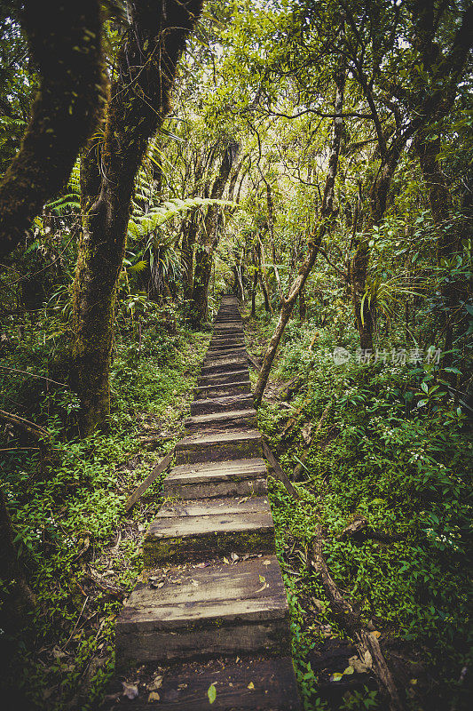 留尼旺岛的雨林徒步小径