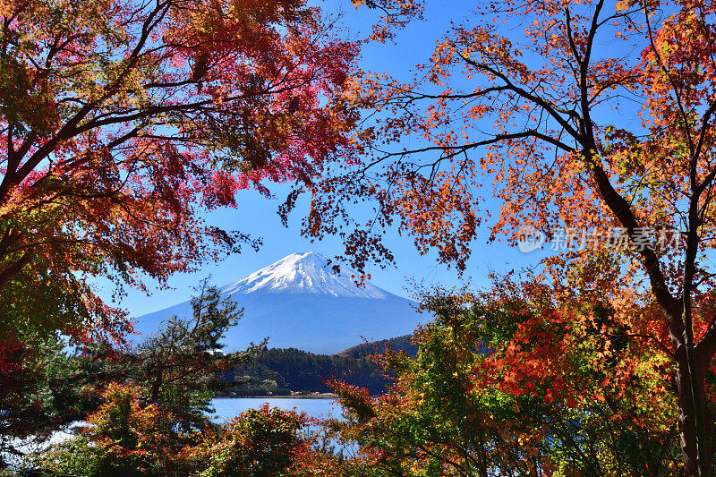 日本富士五湖地区的富士山和秋叶色