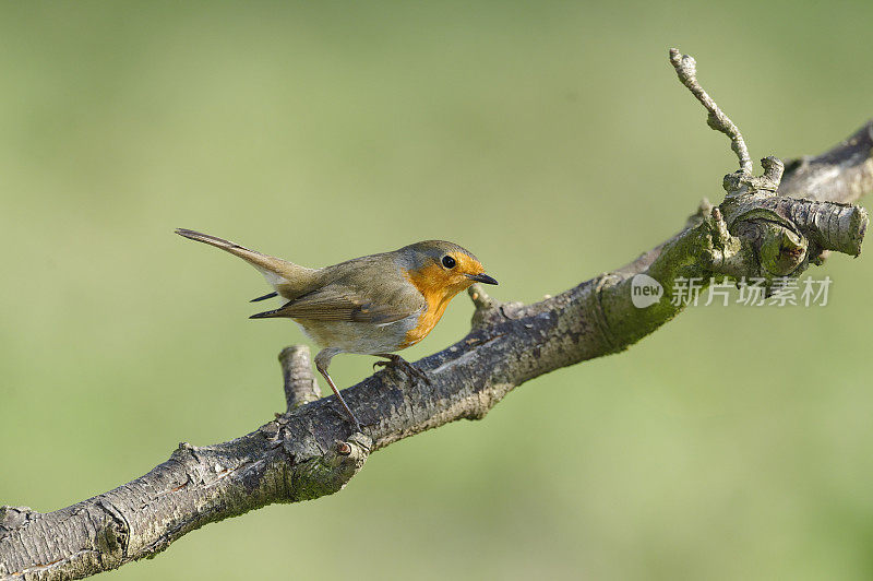 罗宾(红心rubecula)