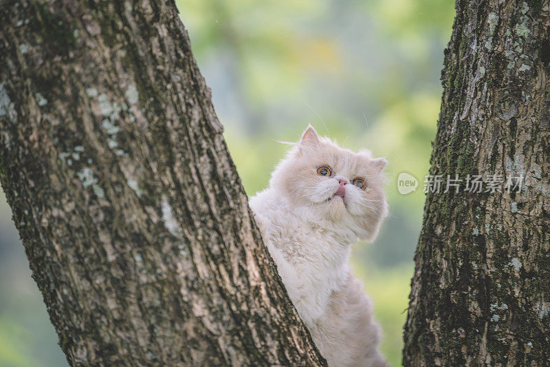 一只家猫正在公园里爬树