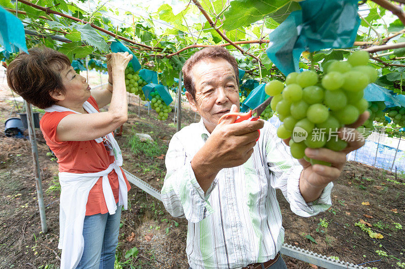 一对日本老夫妇在葡萄园工作