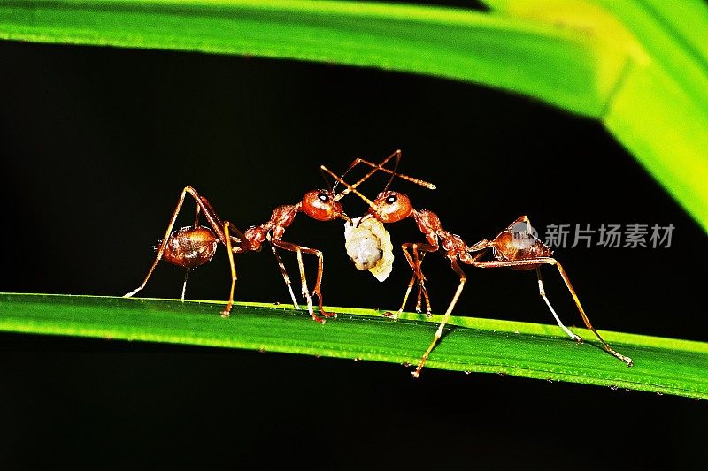 蚂蚁以昆虫为食。