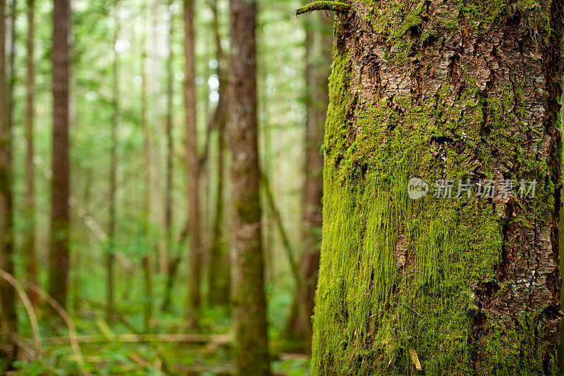 加拿大温哥华岛森林树干上的苔藓