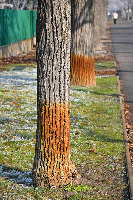 树干在冬天