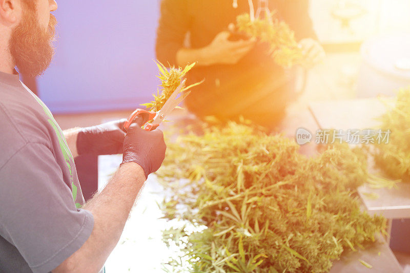 年轻男子修剪大麻花蕾