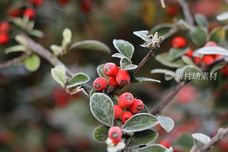 冰冻的红浆果