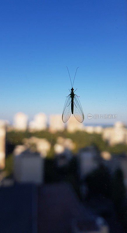 在模糊的城市景观背景和清澈的蓝色梯度天空下，窗户玻璃上的蚊蚋剪影。小苍蝇，有透明的大翅膀和长长的天线。昆虫特写与散景背景。