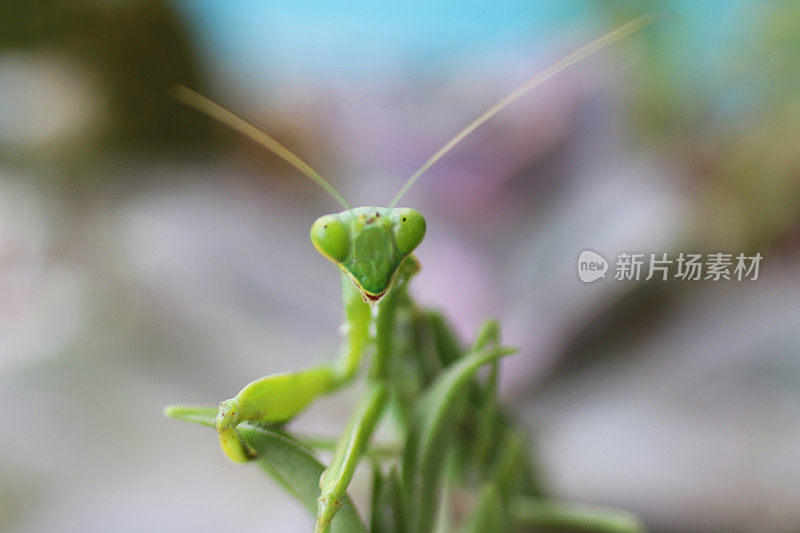 一个三角形的头和明亮的绿色螳螂昆虫坐在叶子上凸出的眼睛的图像，聚焦在前景