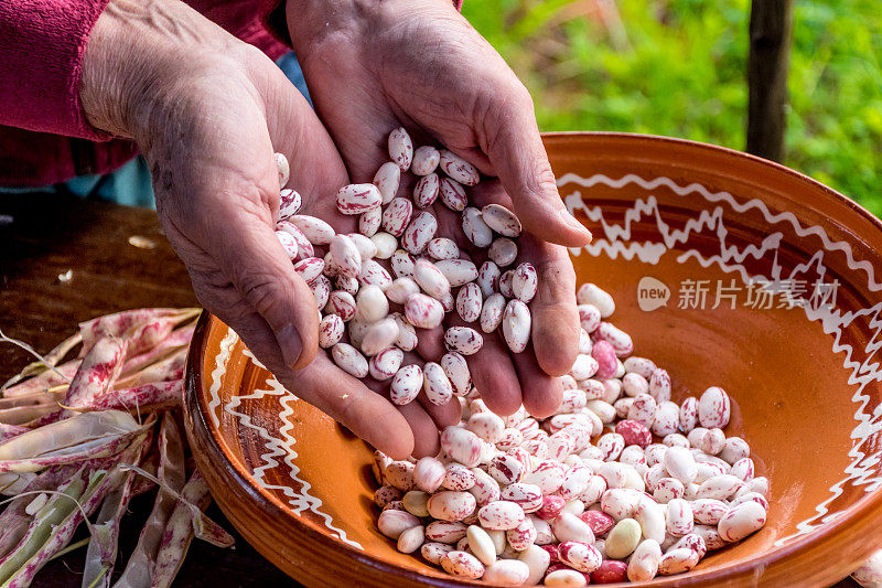 近距离观察高级女性手剥Borlotti豆壳