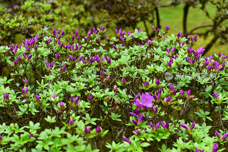 紫色的杜鹃花