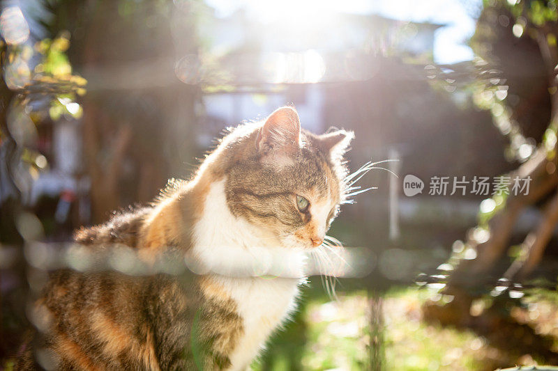 可爱的猫做日光浴