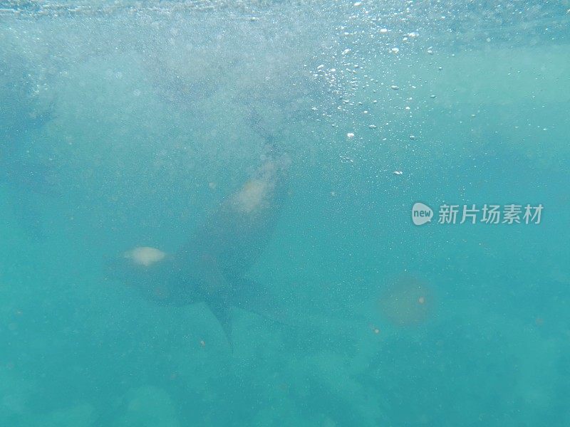 和海狮一起游泳