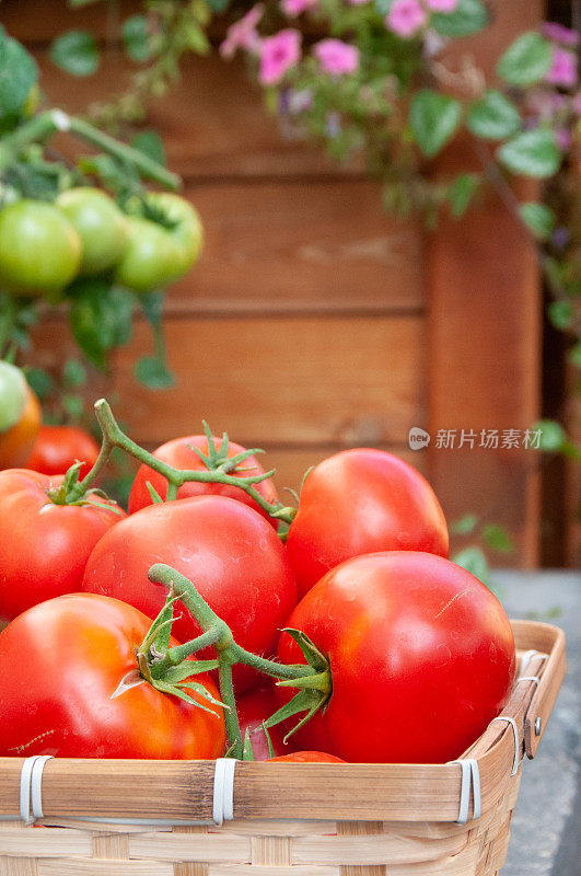 藤蔓成熟的红番茄生长在后院的菜园，以确保粮食安全