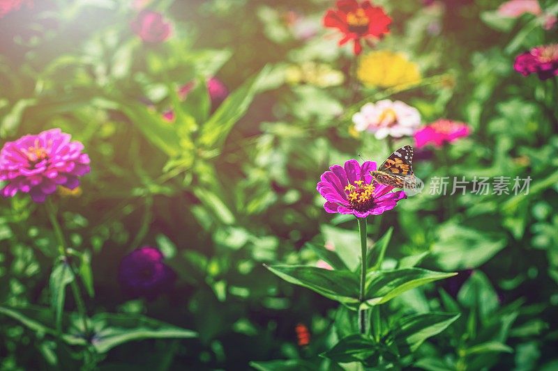 在花丛中各种粉红色的百日菊