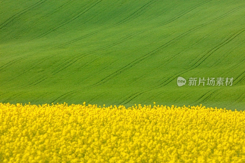 捷克摩拉维亚，绿色和黄色的田野