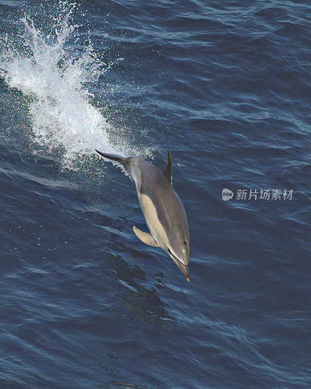 一只短喙海豚在比斯开湾的蓝色波浪上跳跃