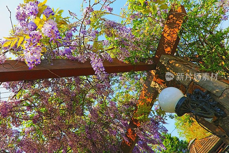 花坛梯田:位于意大利科摩湖的地中海紫藤下