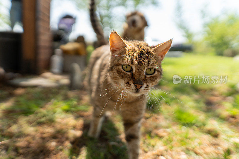 小猫在后院