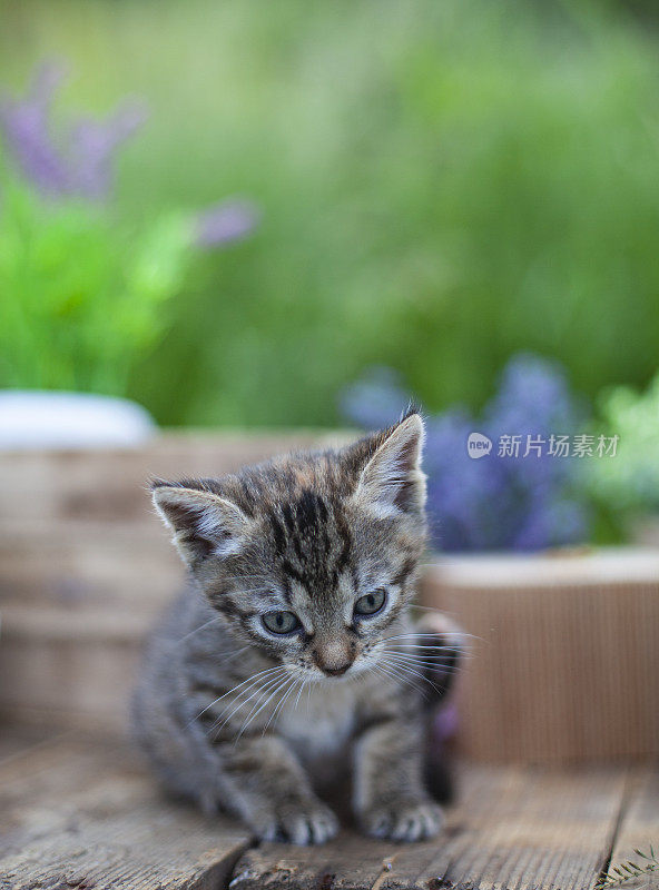 夏日花园里，毛茸茸的灰猫坐在柳条篮子里