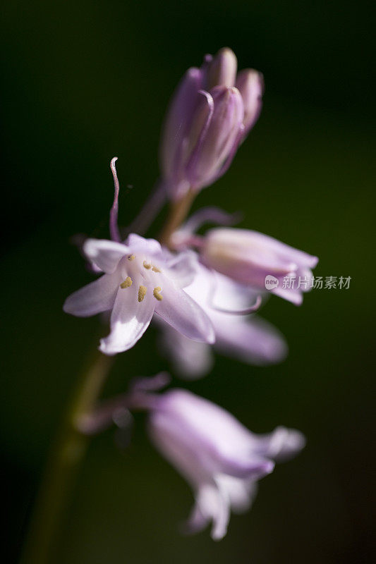 英国乡村花园中盛开的粉色蓝铃花