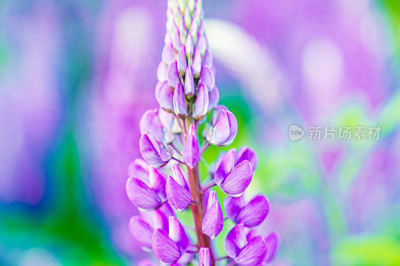 野生紫花背景