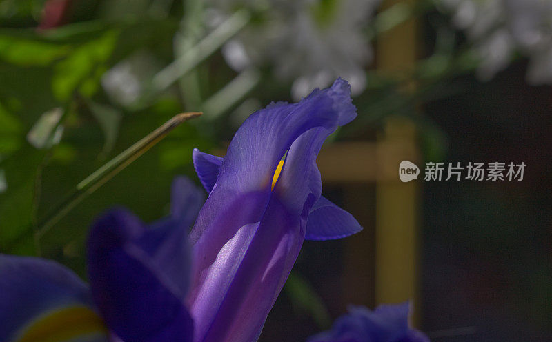 充满异域风情的花朵