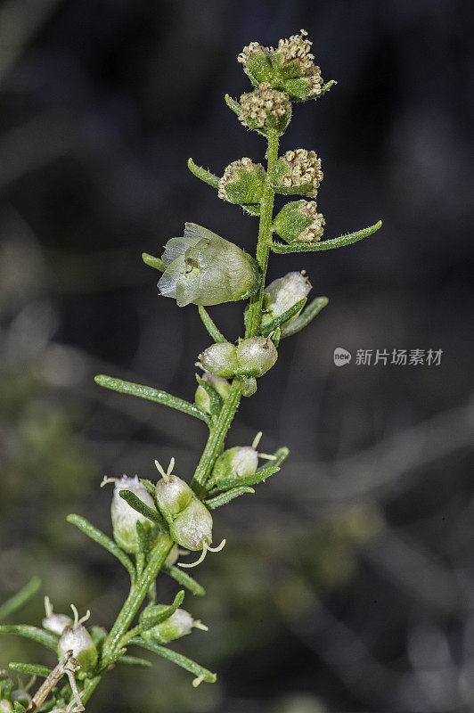 芝士灌木，膜荚，约书亚树国家公园，加利福尼亚，莫哈韦沙漠