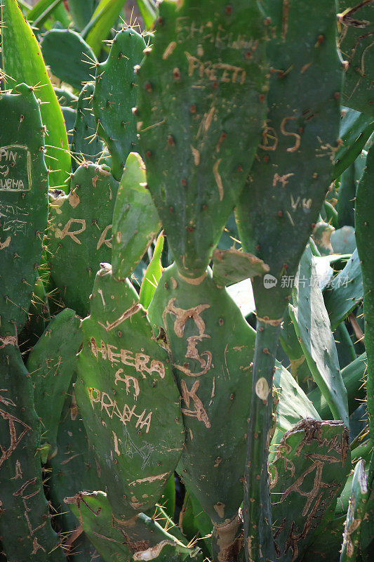 近距离图片仙人掌(仙人掌)种植在一个热带花园设置，绿色垫刻痕和损坏